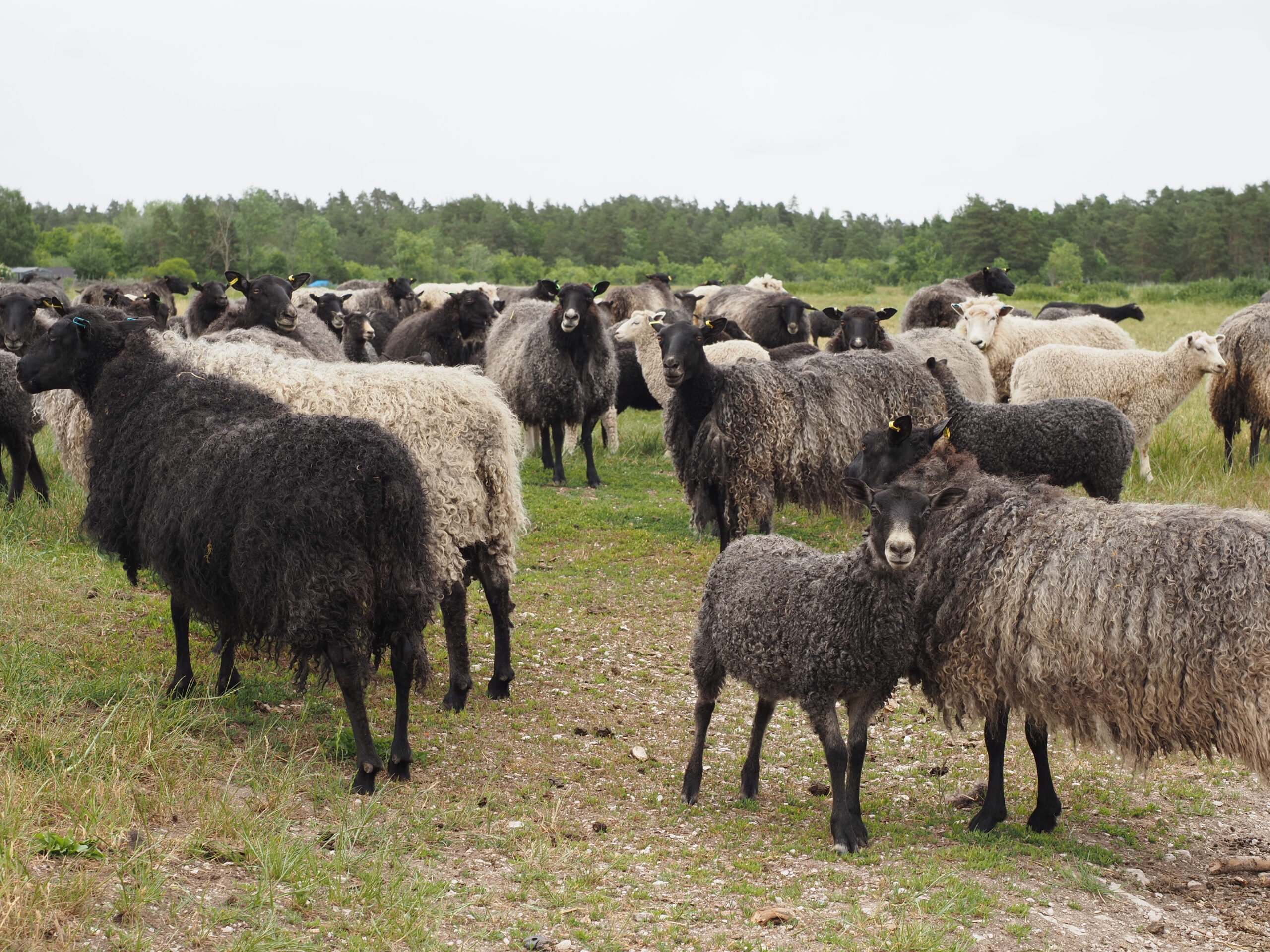 Gotland